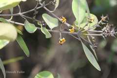 Avicennia officinalis